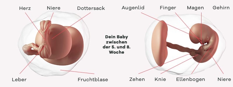 Überblick zur Entwicklung des Babys im 2. SSM